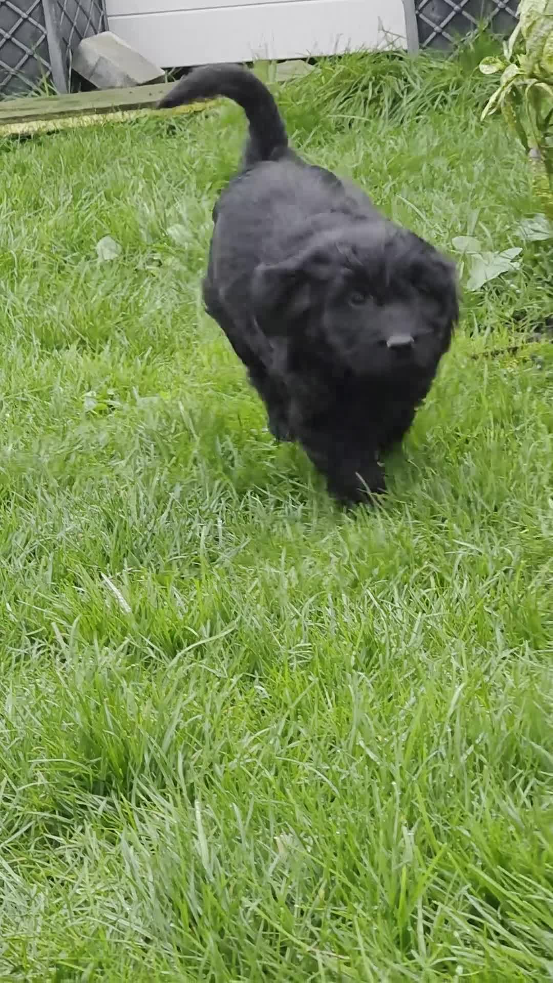 Goldendoodle dogs for sale: Outstanding F1 Goldendoodle Puppies - Video 5