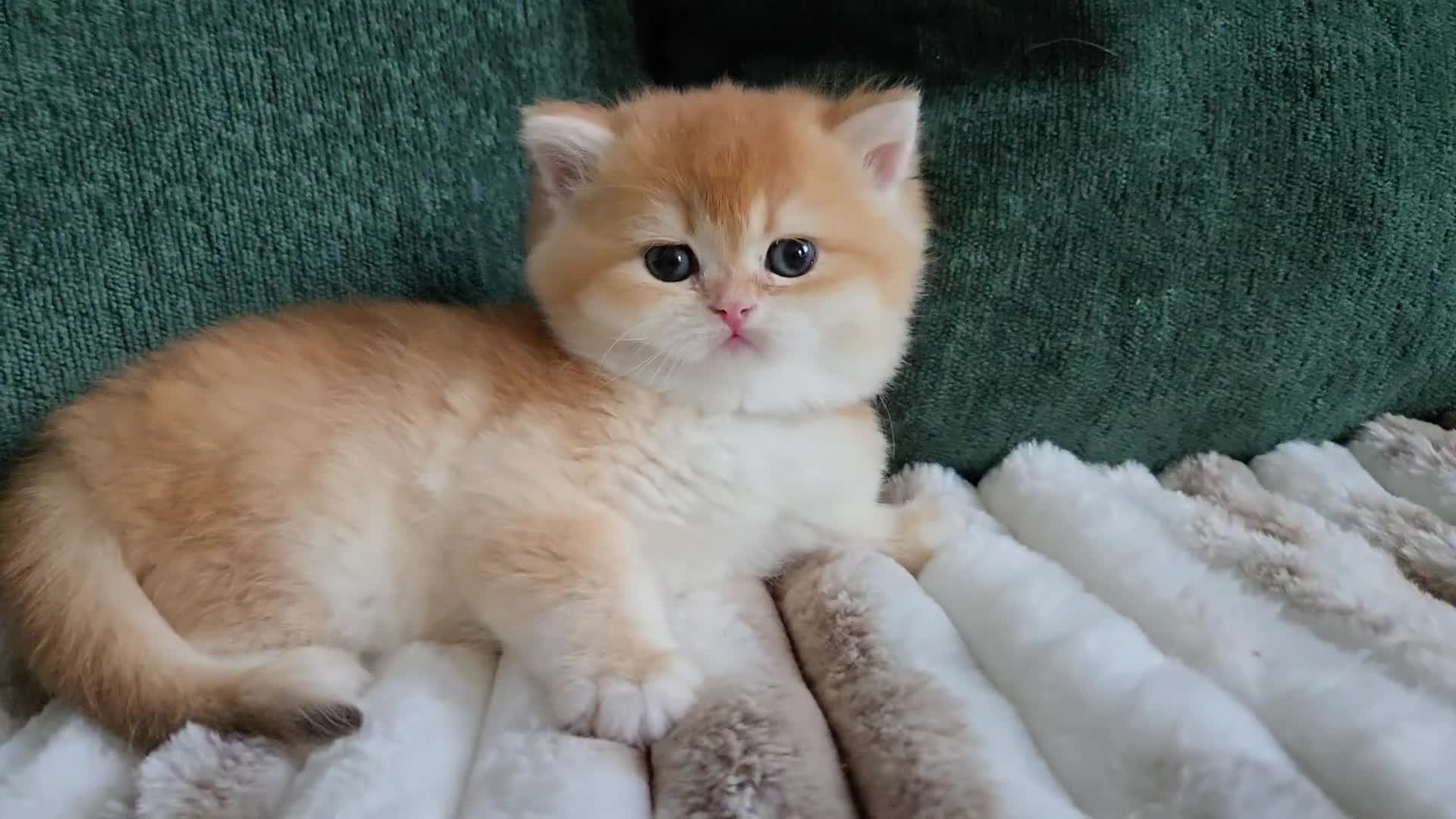 British Shorthair cats for sale: Gorgeous golden fluffs ready in October in Peterborough - Video 1