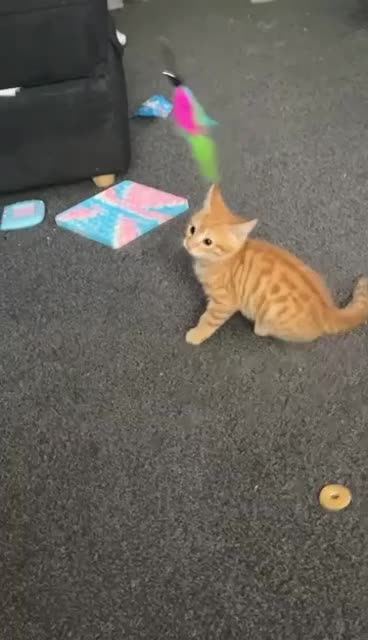 Mixed Breed cats for sale: Ginger blonde and ginger tabby  - Video 1