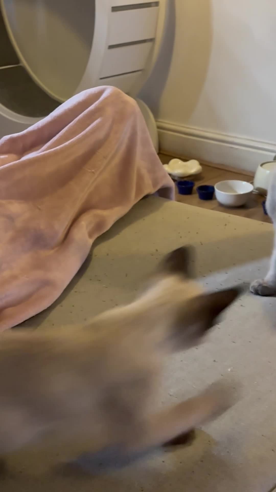 Siamese cats for sale: Playful Siamese Boys – Needs a Forever Family in Harpenden - Video 4
