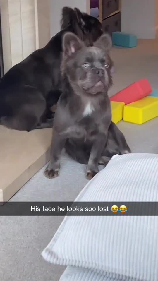 French Bulldog dogs for sale: Meet Timmy  - Video 1