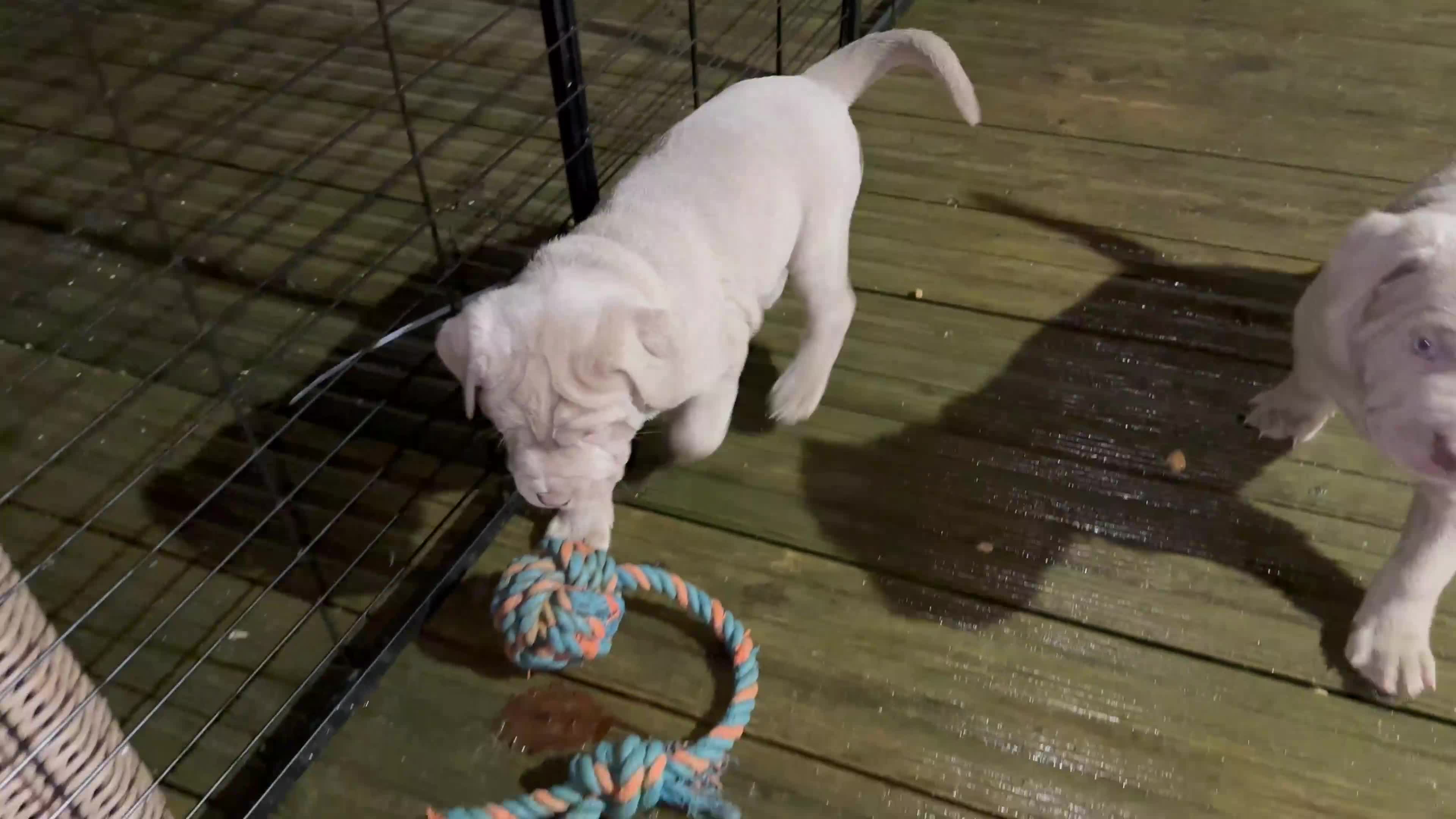 Mastiff dogs for sale: Neapolitan x Cane Corso Mix - Video 3