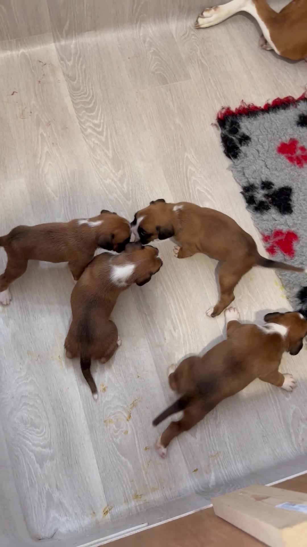 Boxer dogs for sale: 3 boy Boxer puppies for sale - Video 1