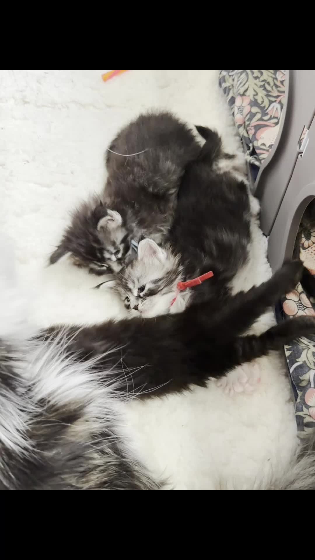 Maine Coon cats for sale: 6 beautiful Maine coon kittens  - Video 2