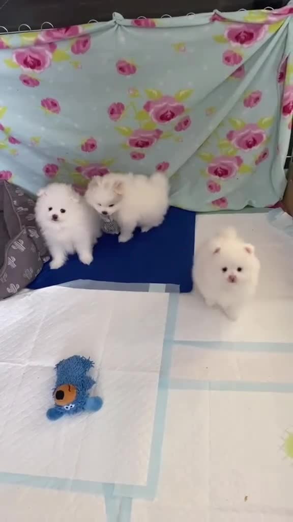 Pomeranian dogs for sale: Stunning KC Registered Pomeranians  in Hornsea - Video 2