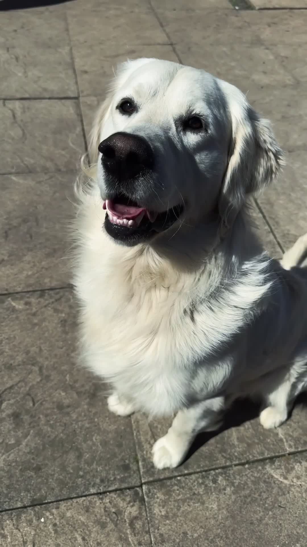 Golden Retriever dogs for stud: PROVEN & FULLY DNA CLEAR, ICT 1 & 2 CLEAR - Video 3