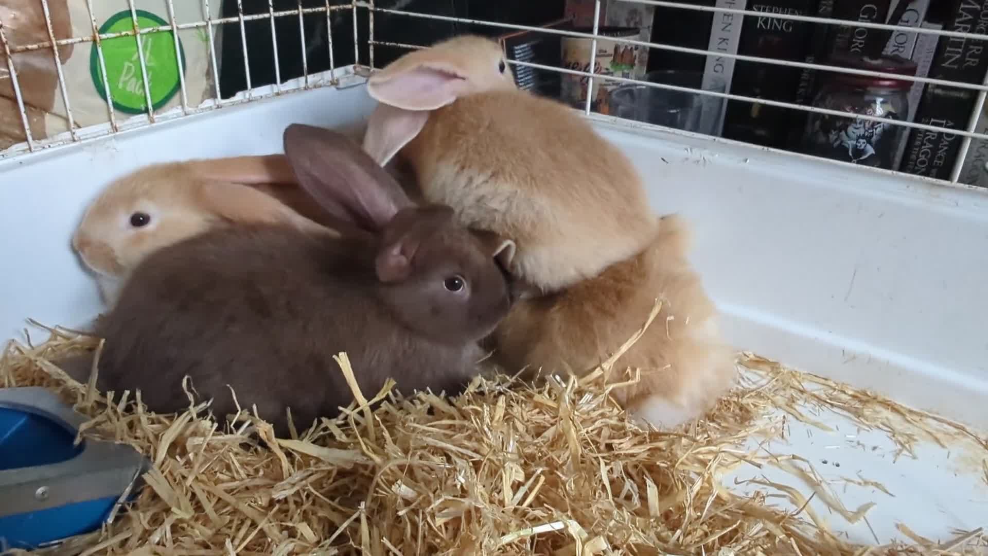 French Lop rabbits for sale: 5 mix French lop baby's & 1 💯% French lop boy  - Video 1