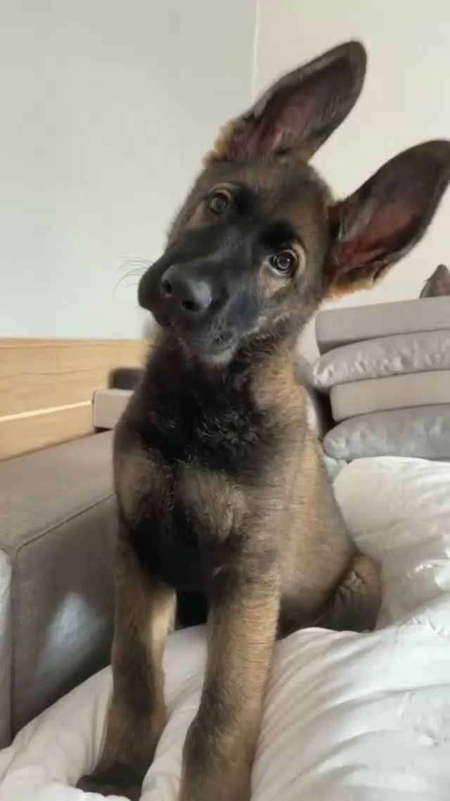 German Shepherd dogs for stud: DDR GERMAN SHEPHERD UP FOR STUD!! - Video 1