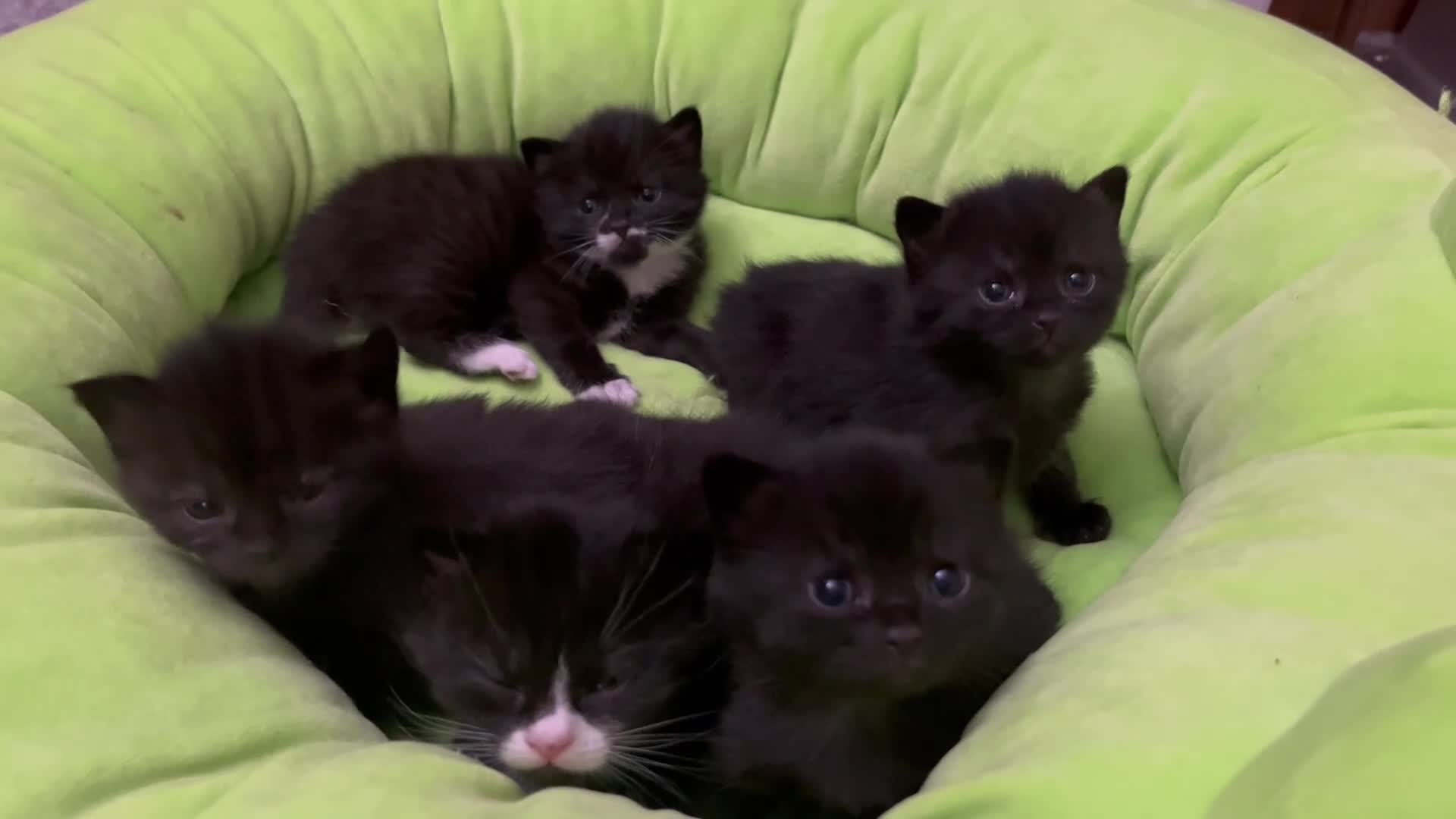 British Shorthair cats for sale: British Shorthair Cross Kittens - Video 1