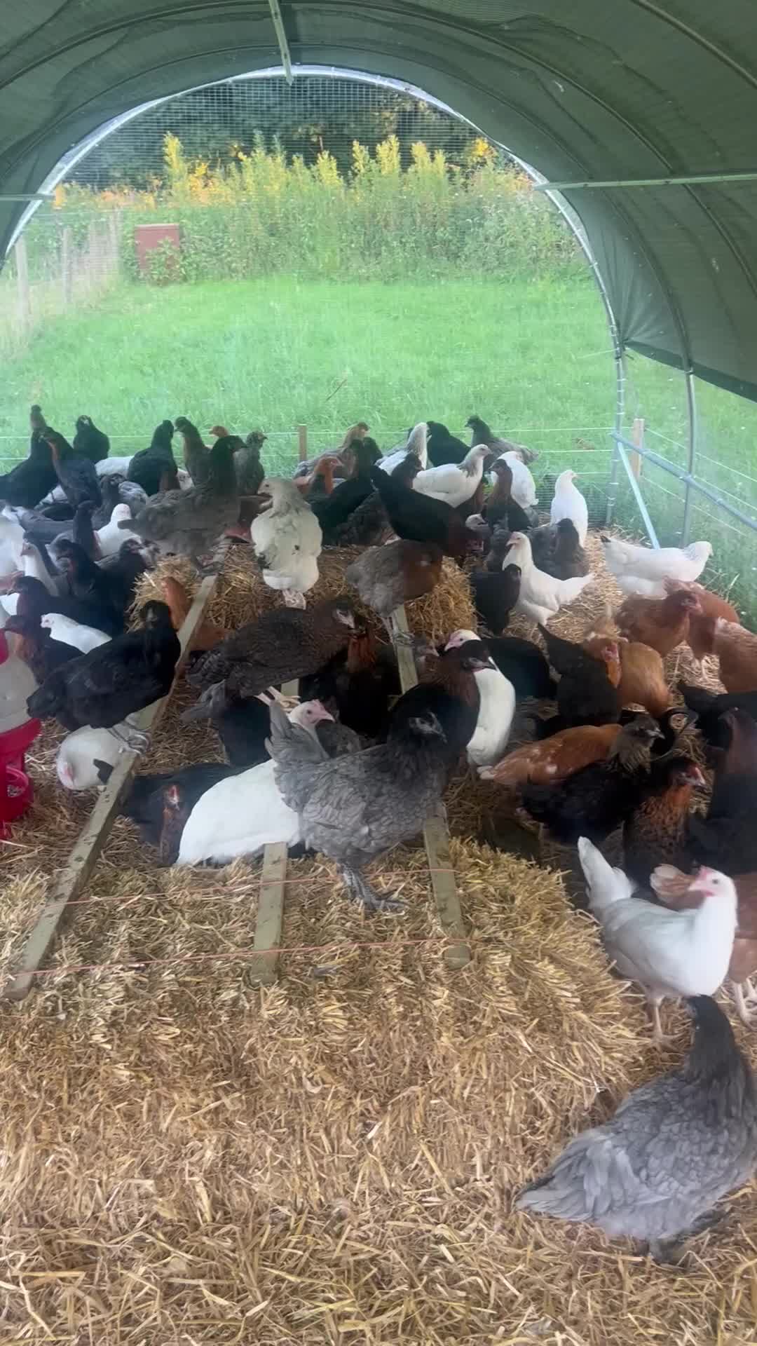 Chickens poultry for sale: Hybrid Hens - Point of Lay  - Video 1