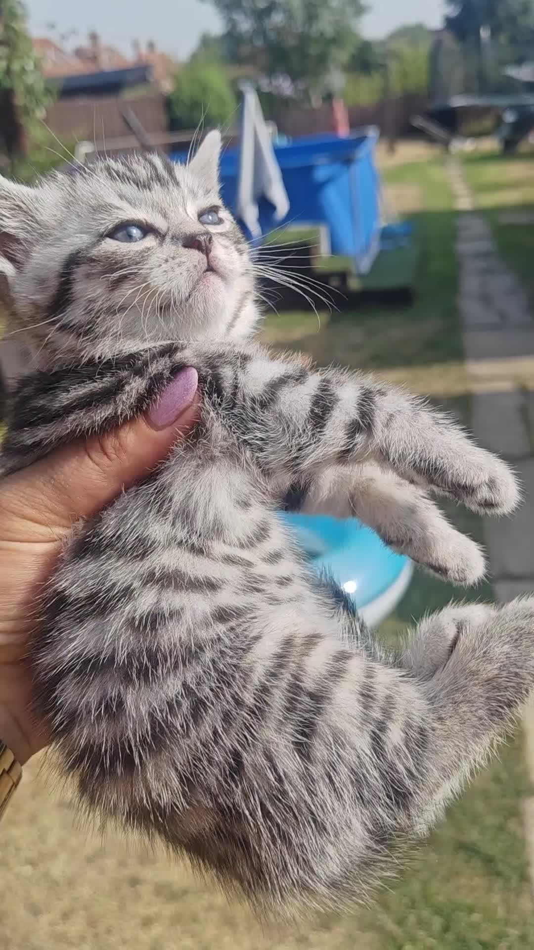 Mixed Breed cats for sale: Bengal mix  - Video 2