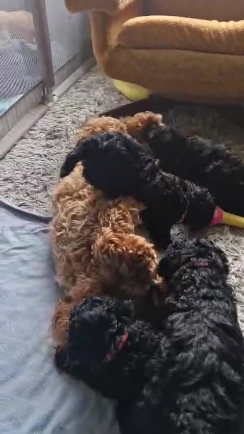 Cockapoo dogs for sale: Gorgeous F1B cockapoo  - Video 2