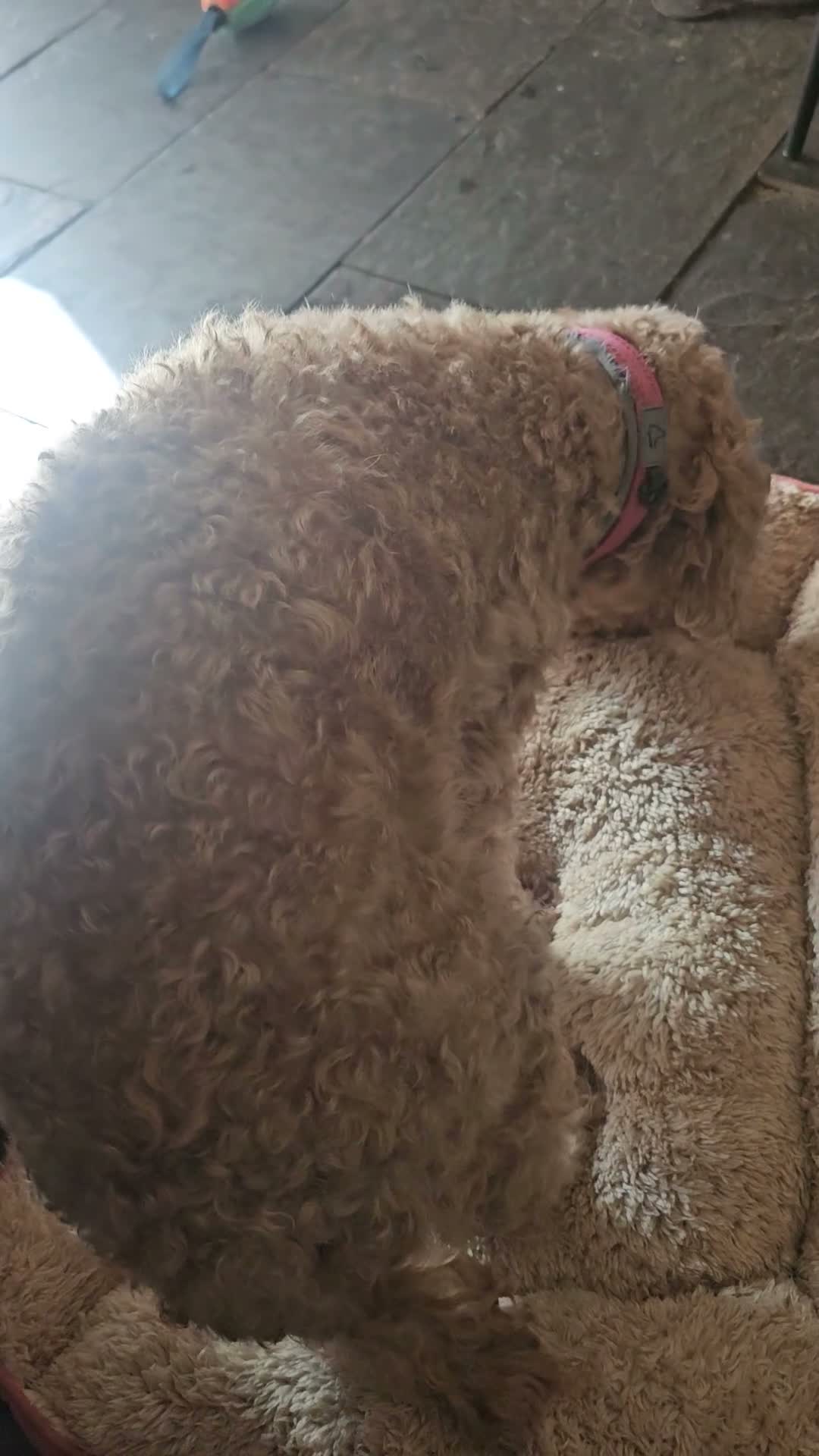 Cockapoo dogs for sale: Rehome 3 Yr old Cockapoo girl in Matlock - Video 1