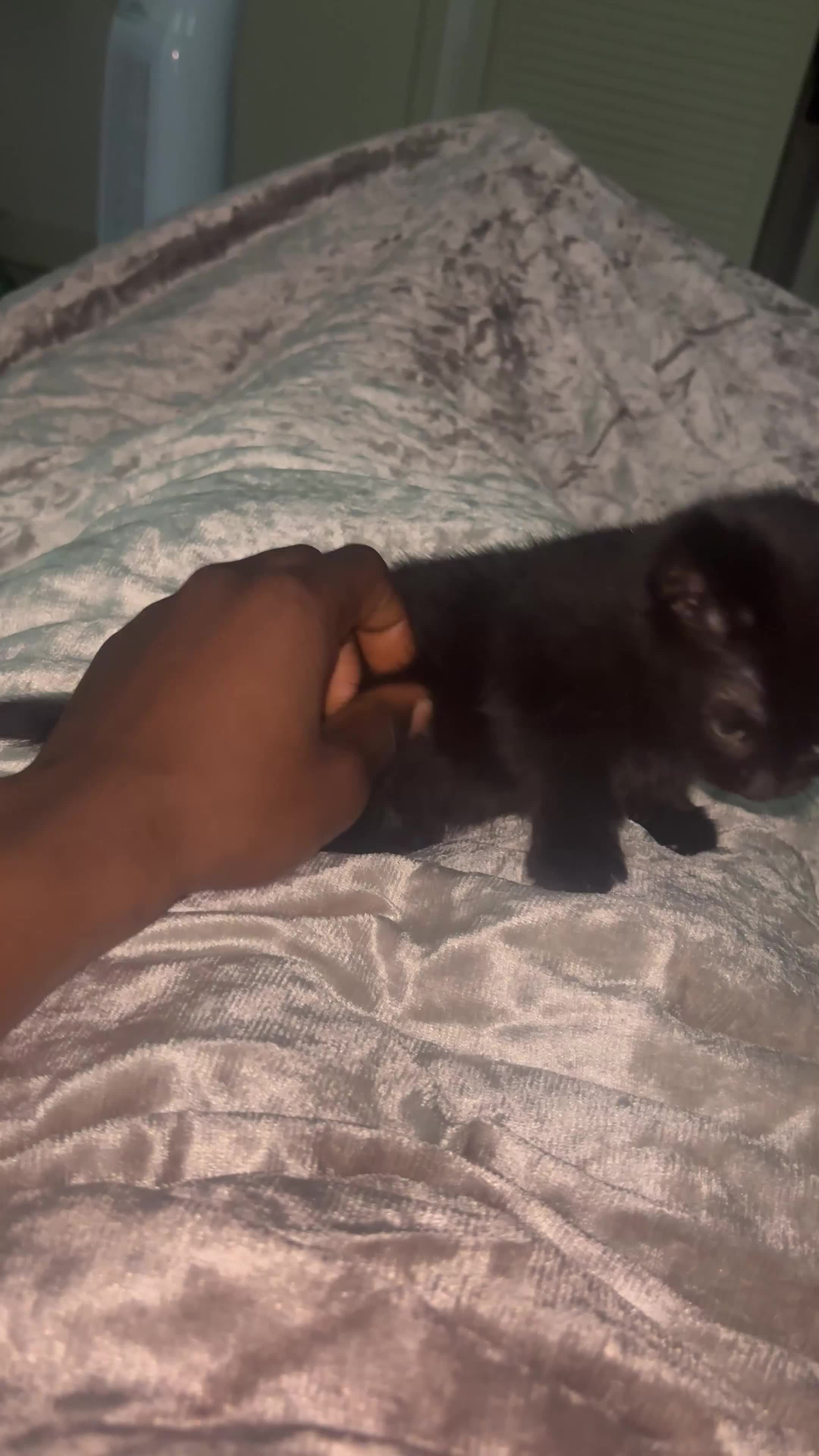 Mixed Breed cats for sale: Beautiful Black Female Kitten - Video 2