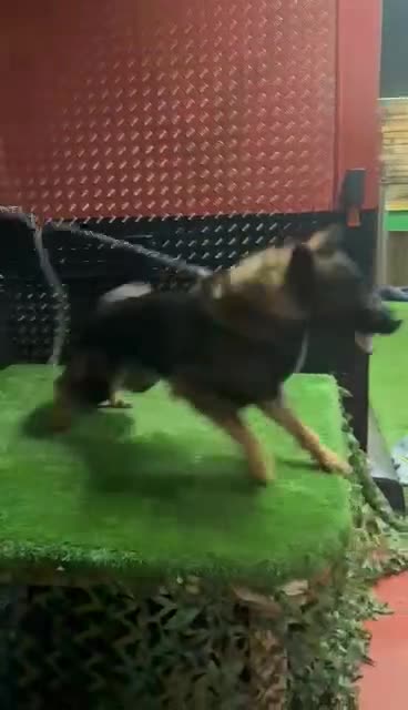 German Shepherd dogs for sale: 4 rare female German shepherd pups kc reg working  - Video 4