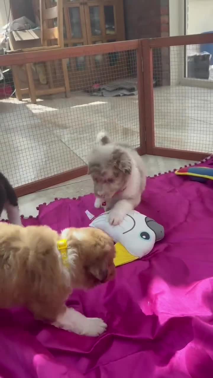 Bordoodle dogs for sale: Bordoodle boys and girls  - Video 1