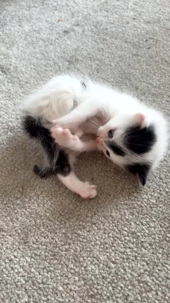 British Shorthair cats for sale: 🐾 Gorgeous 7-Week-Old Female Kittens 🐾 - Video 1
