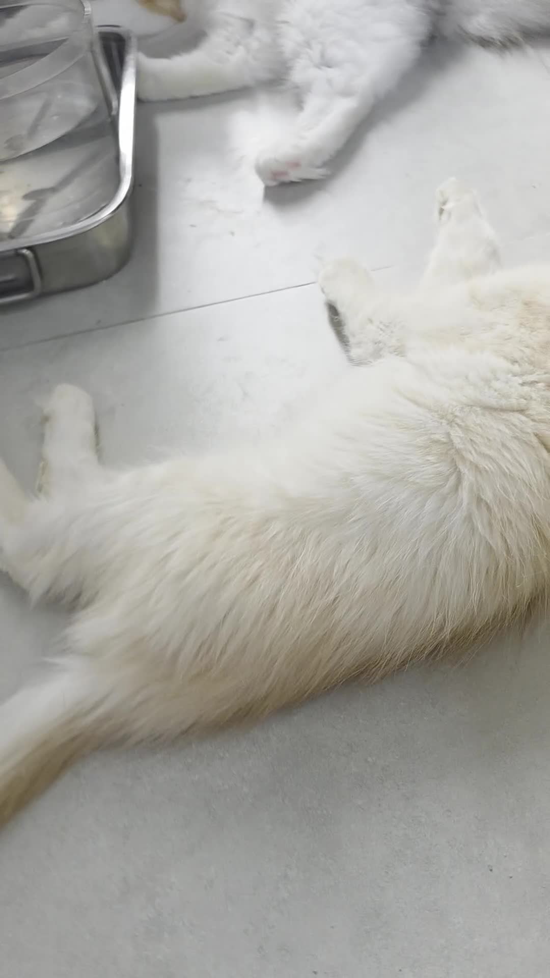 Maine Coon cats for sale: Rare Colour 3/4 Maincoon Ragdoll Mix Kitten - Video 2