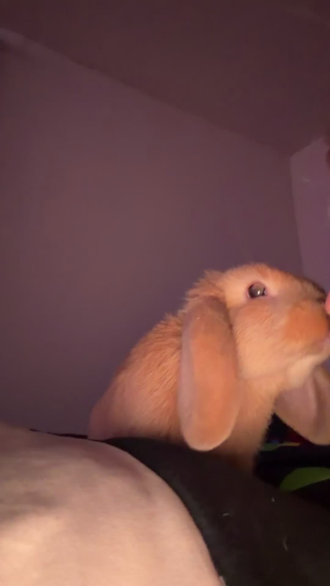 French Lop rabbits for sale: Rabbit needs rehoming  in Darwen - Video 1