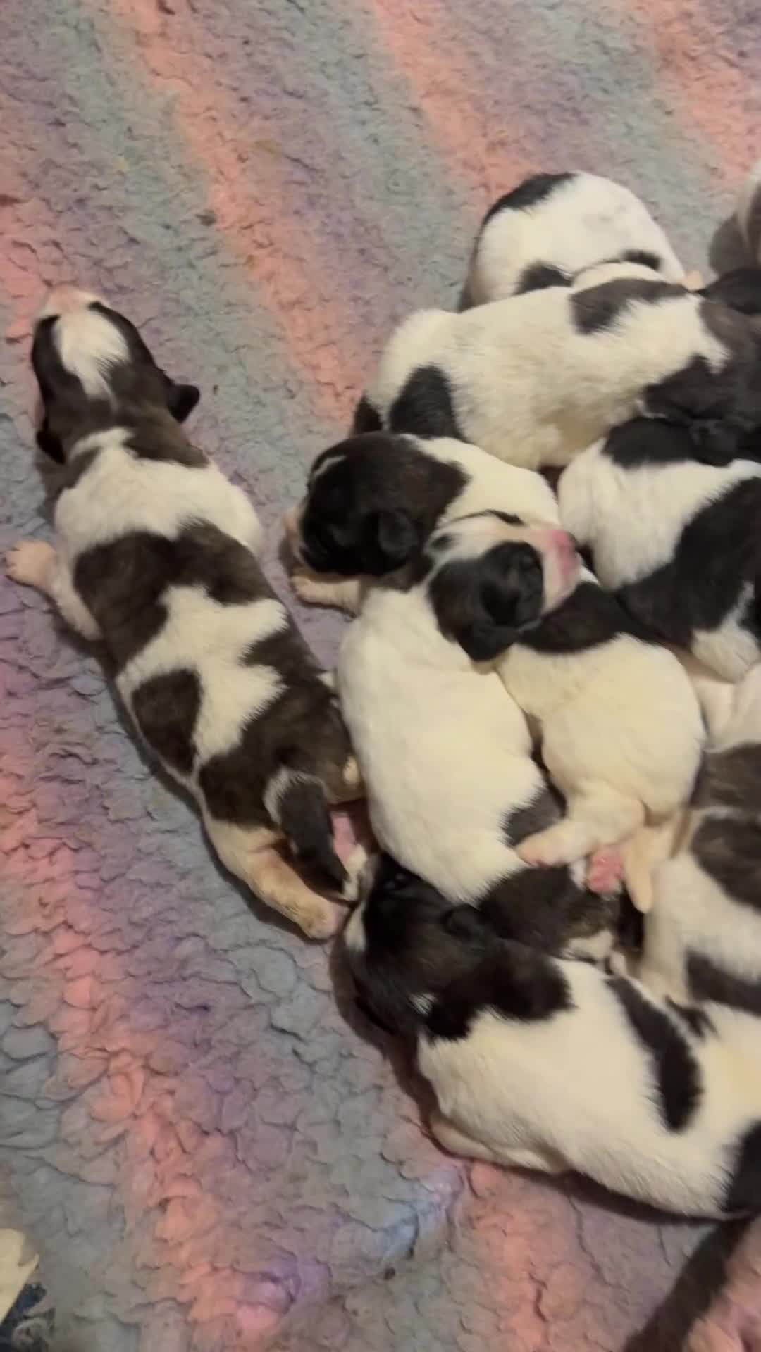 Pyrenean Mastiff dogs for sale: KC registered Pyrenean Mastiffs - Video 1