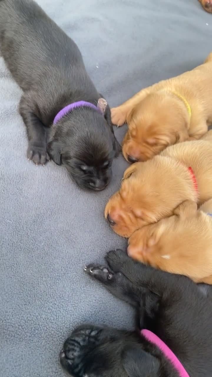 Labrador Retriever dogs for sale: Gorgeous Labrador Puppies   - Video 1