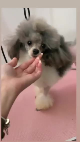 Toy Poodle dogs for stud: 7.5inch Toy HEALTH TESTED ASIAN IMPORT in Guildford - Video 1