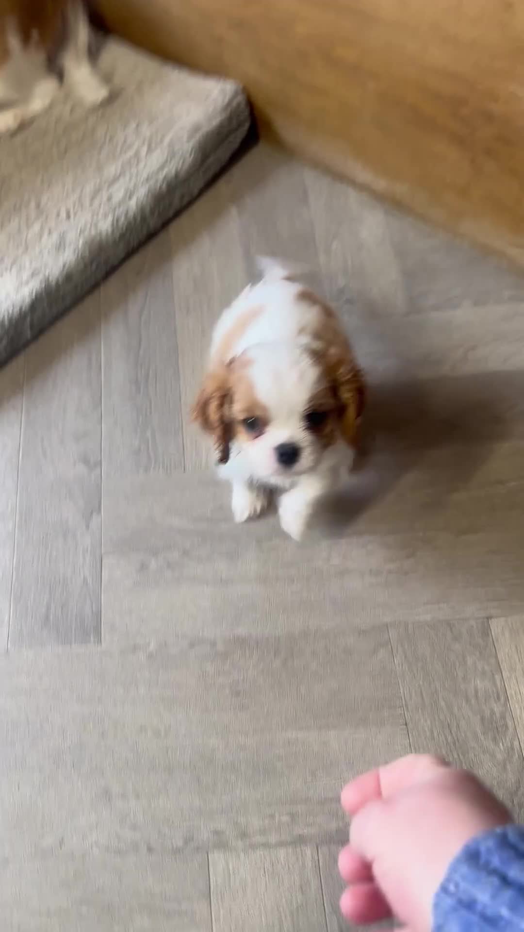 Cavalier King Charles Spaniel dogs for sale: Kc Blenheim Cavalier King Charles Spaniel  - Video 1