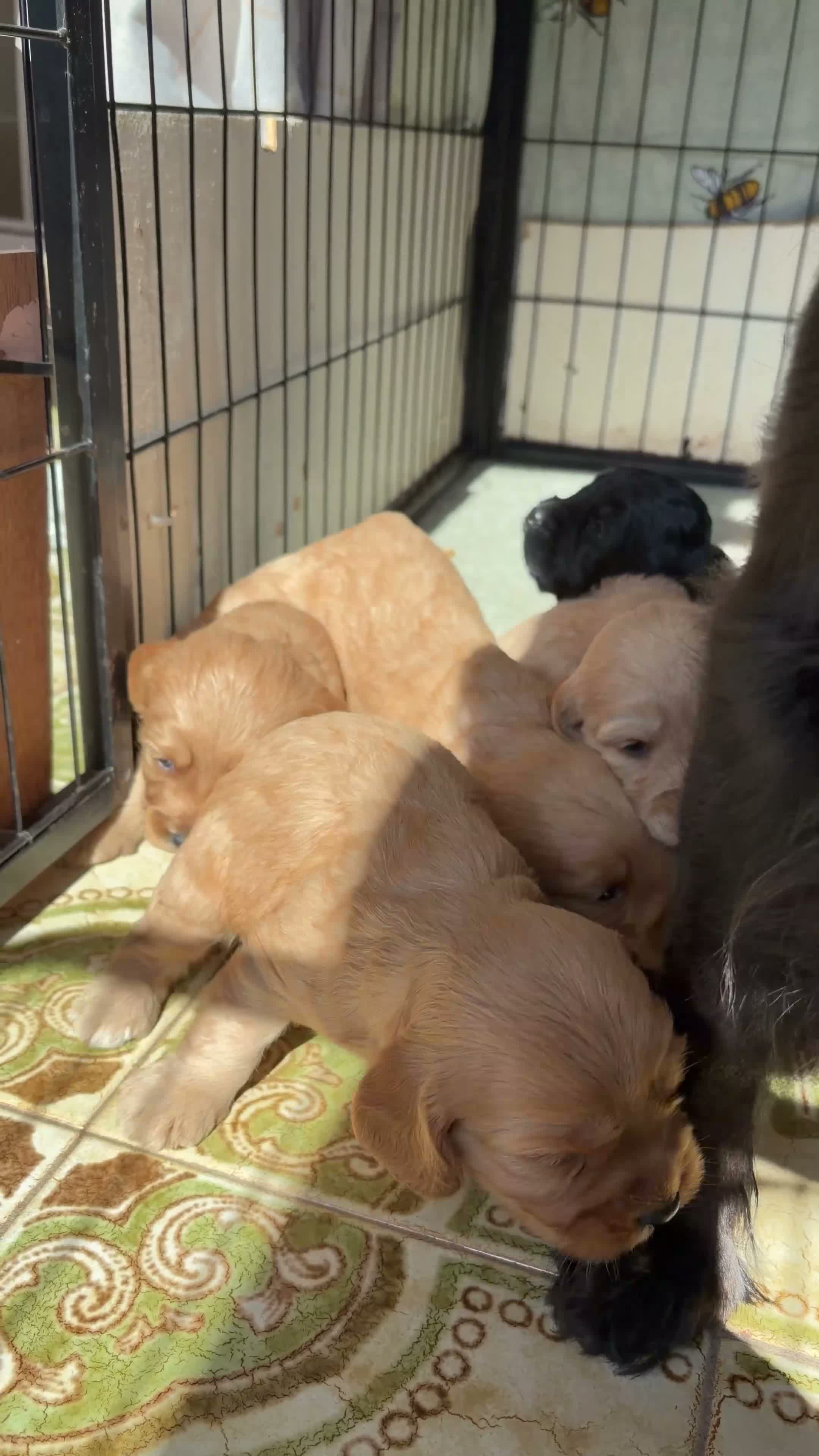 Cockapoo dogs for sale: Cutest Cockapoo Puppies! 3 Boys, 2 Girls  - Video 1