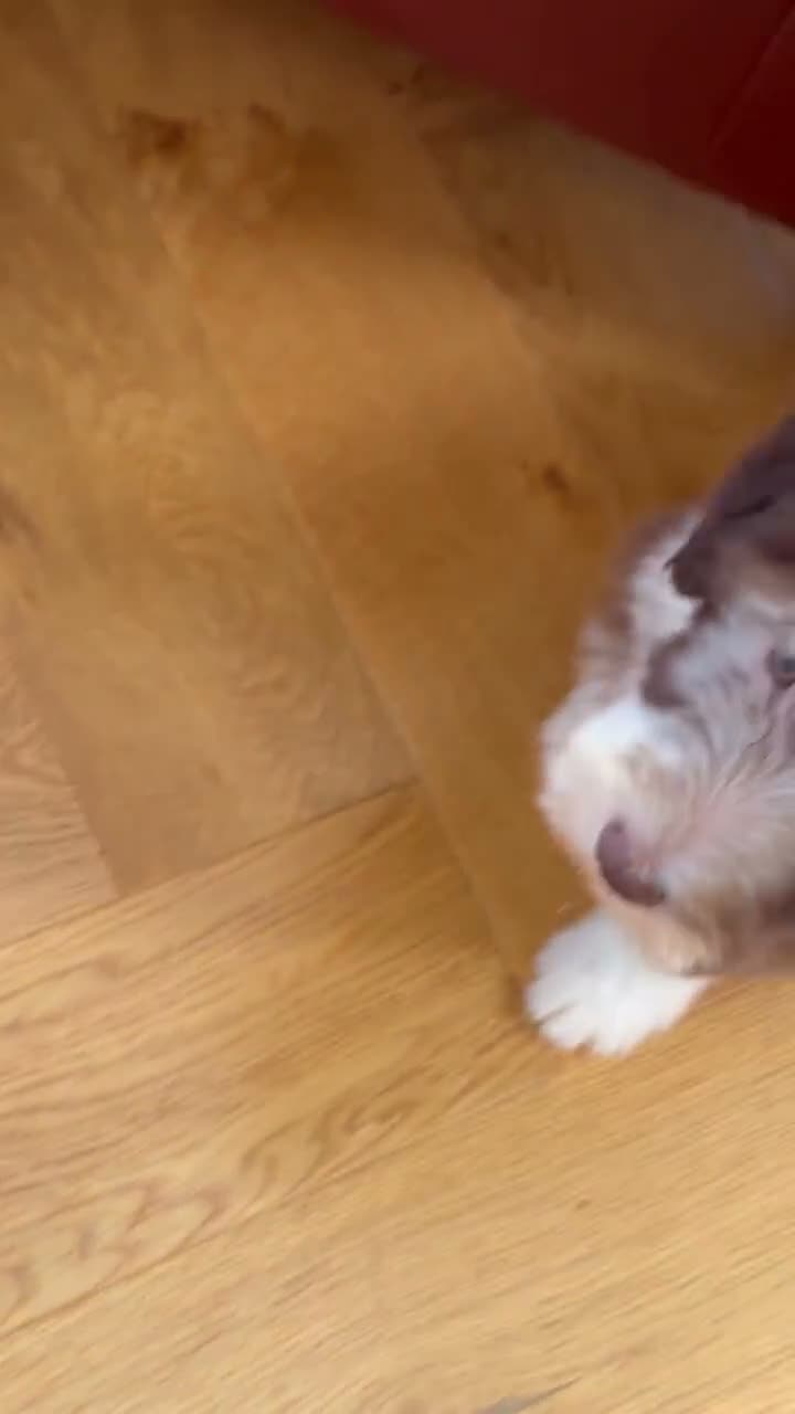 Bearded Collie dogs for sale: Beautiful Bearded Collie Puppies  - Video 3