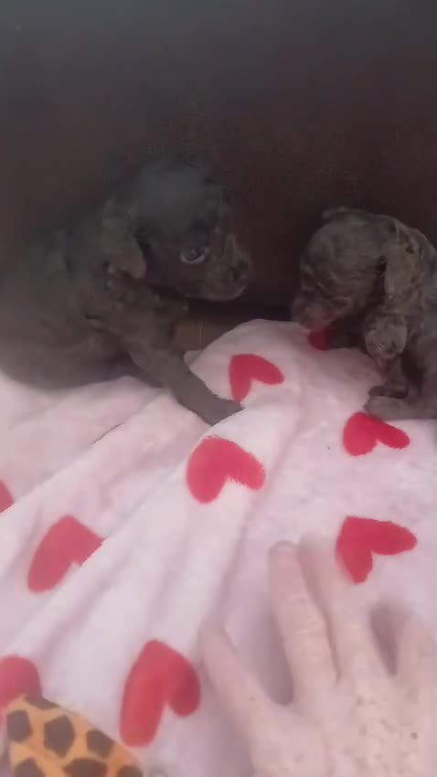 Toy Poodle dogs for sale: 🩶2 Grey/Blue Rare boys🏡1 girl🩷 - Video 4