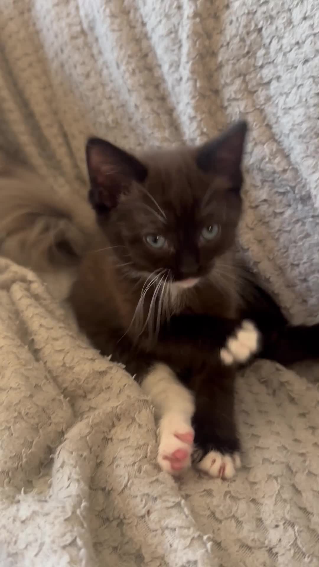 Mixed Breed cats for sale: RAGDOLL CROSS GIRL FOR SALE - Video 1