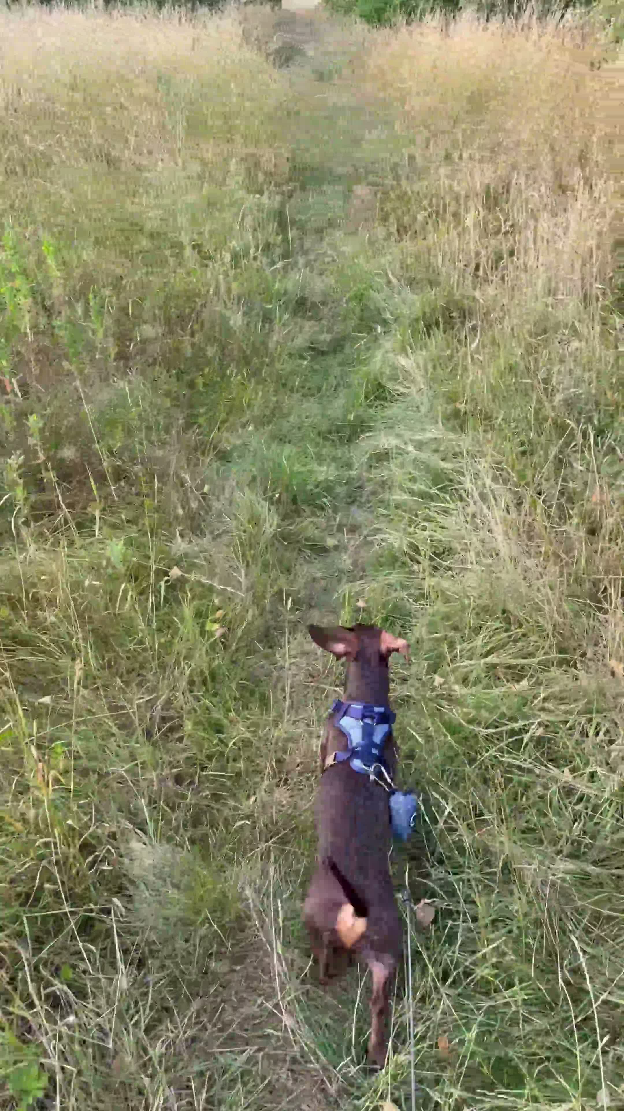 Dachshund dogs for sale: Cookie Dachshund - Video 3