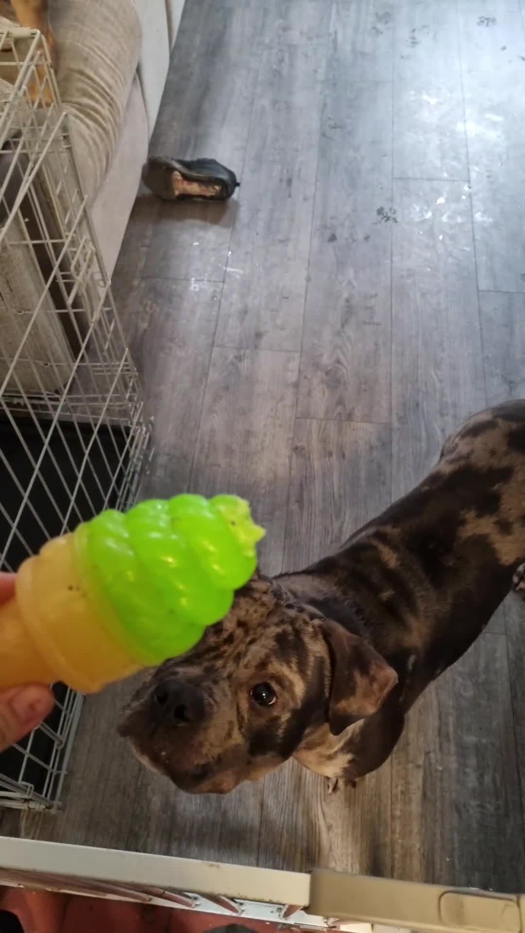 American Bully dogs for sale: Here is little sapphire  in Leek - Video 1