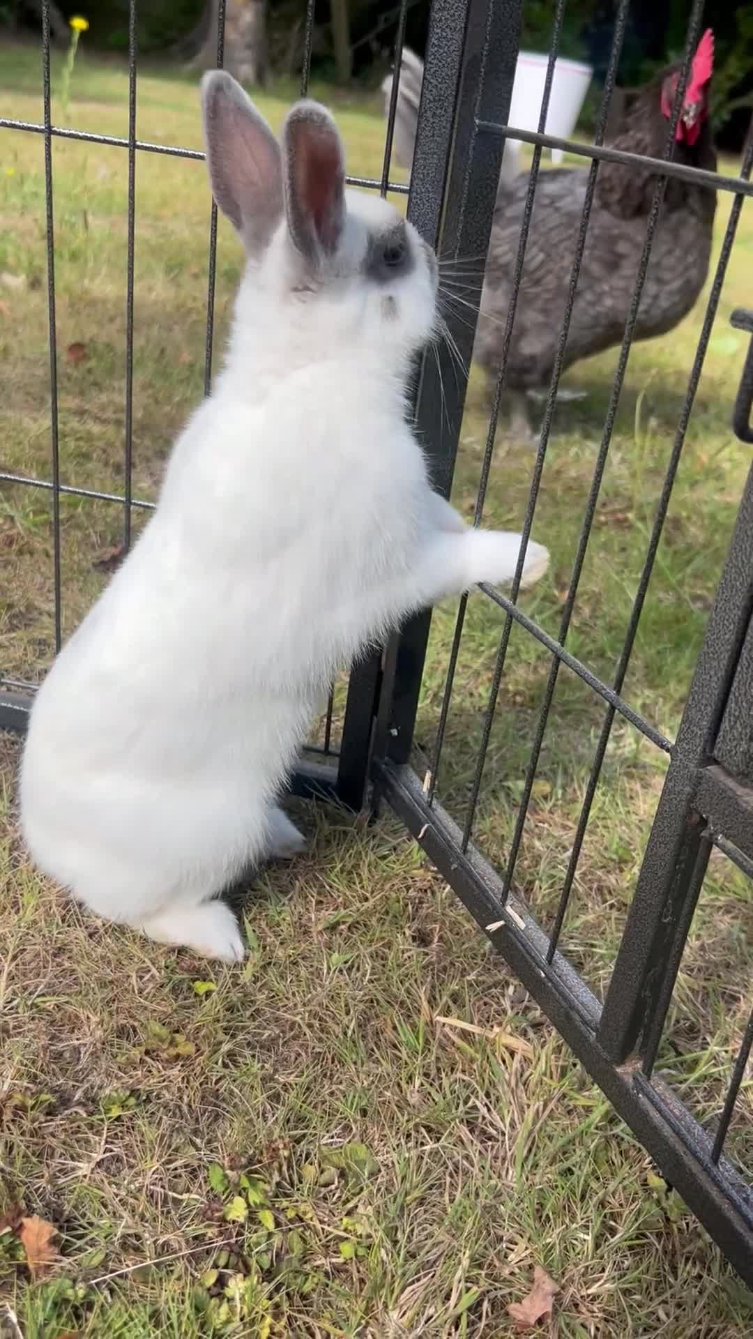 Netherland Dwarf rabbits for sale: Beautiful Purebred Netherland Dwarf Bunnies - Video 1
