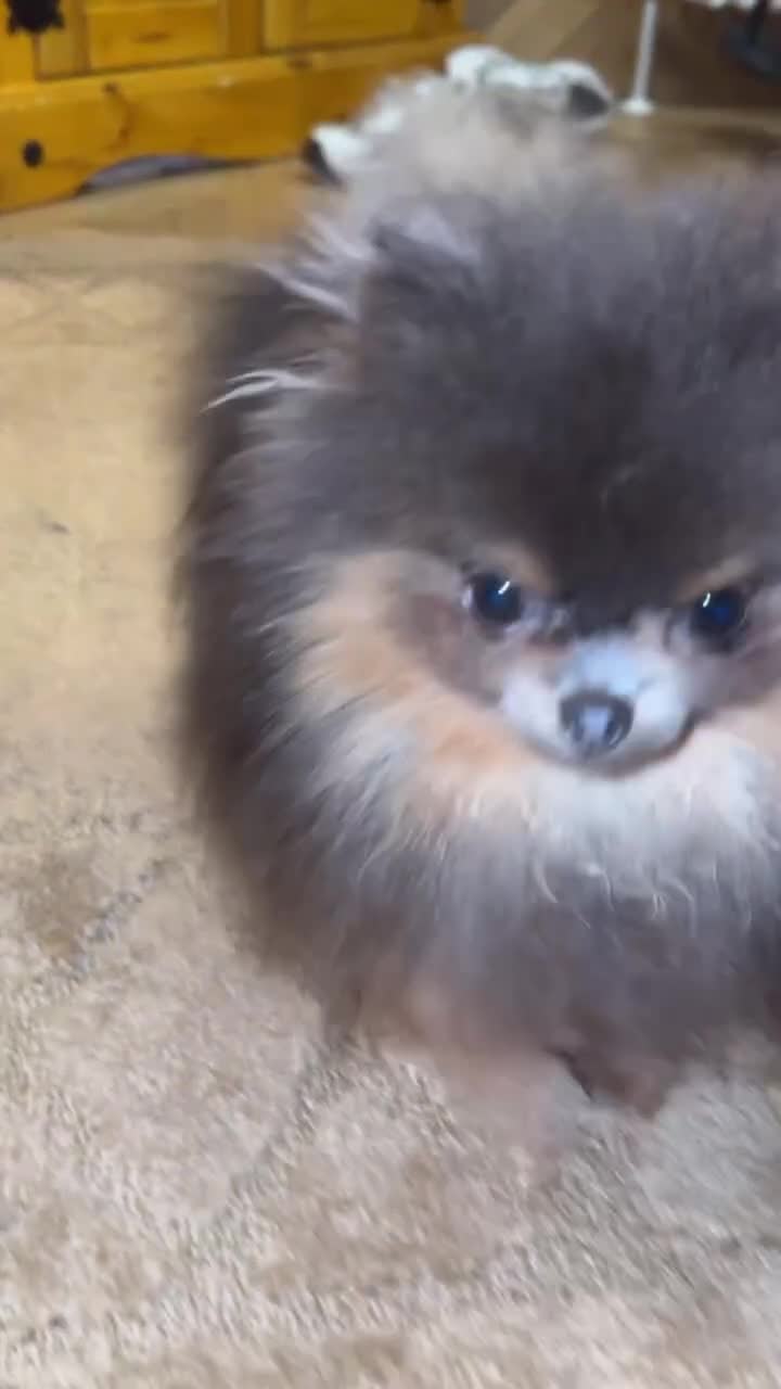 Pomeranian dogs for stud: Pomeranian stud Gypsy king  - Video 1