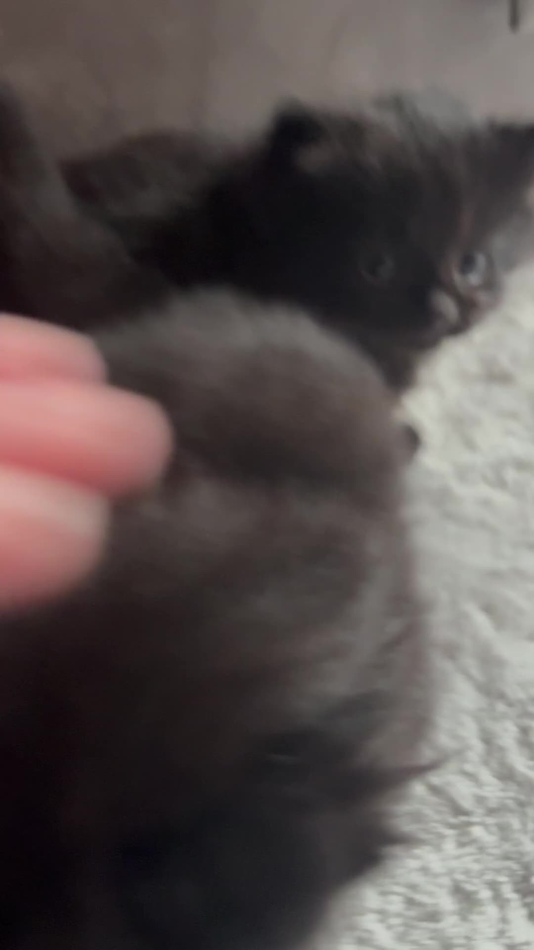 Mixed Breed cats for sale: Black fluffy Kittens  - Video 1