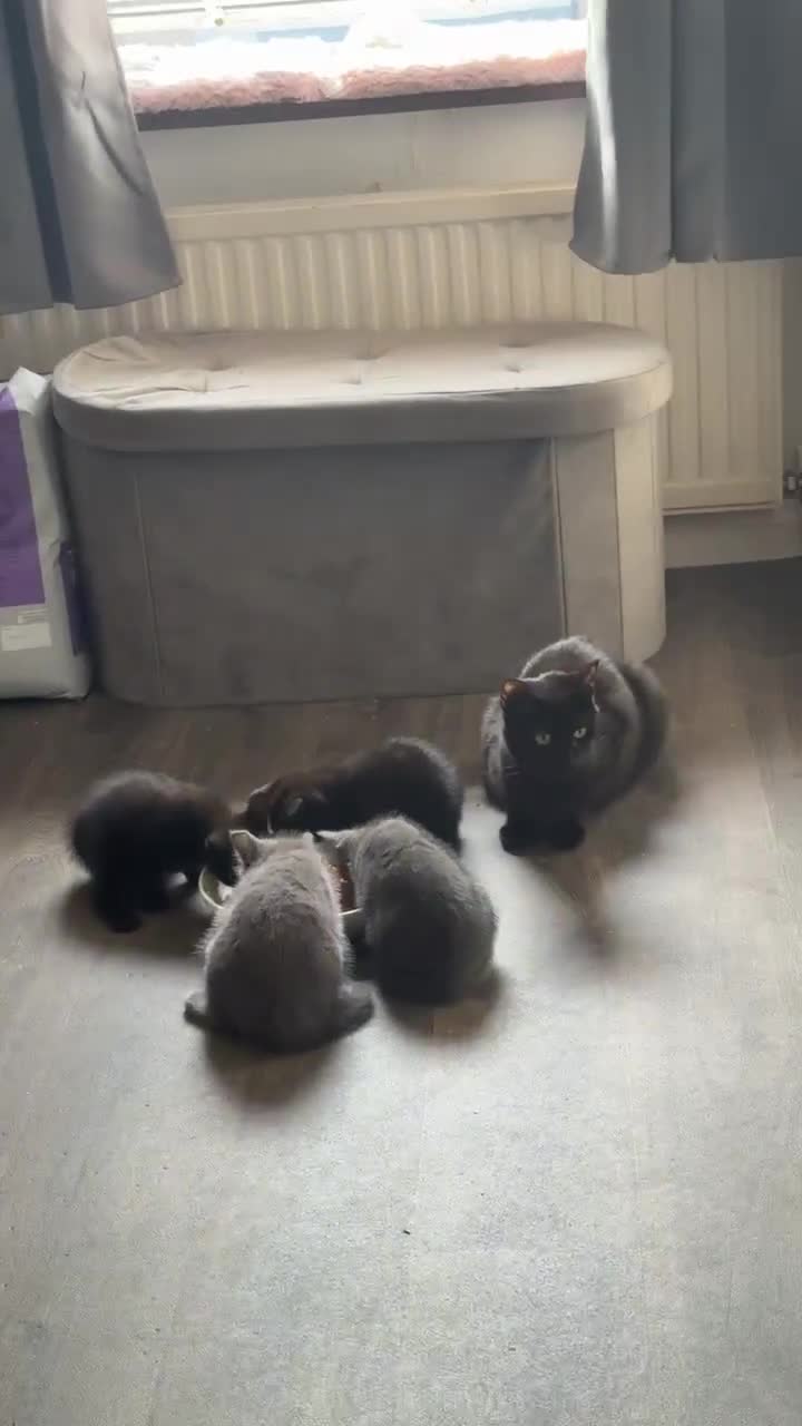 Mixed Breed cats for sale: ADORABLE LITTER GIRLS - Video 1