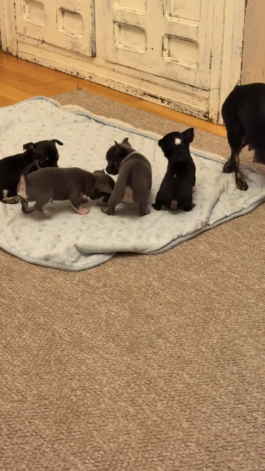 Chihuahua dogs for sale: ✨ Lilac Baby Girl with blue eyes  - Video 1