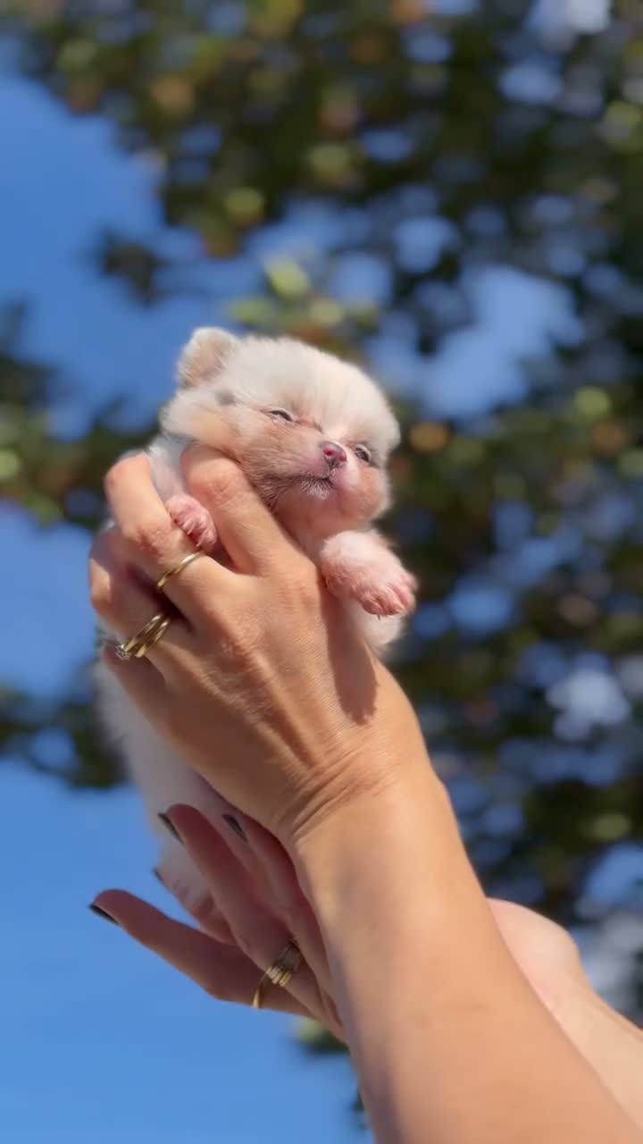 Pomeranian dogs for sale: BEAUTIFUL TEDDY FACE POMERANIAN PUPPIES KC ❤️✨ - Video 3