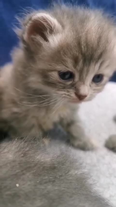 Siberian cats for sale: Registered Siberian Kittens  - Video 3