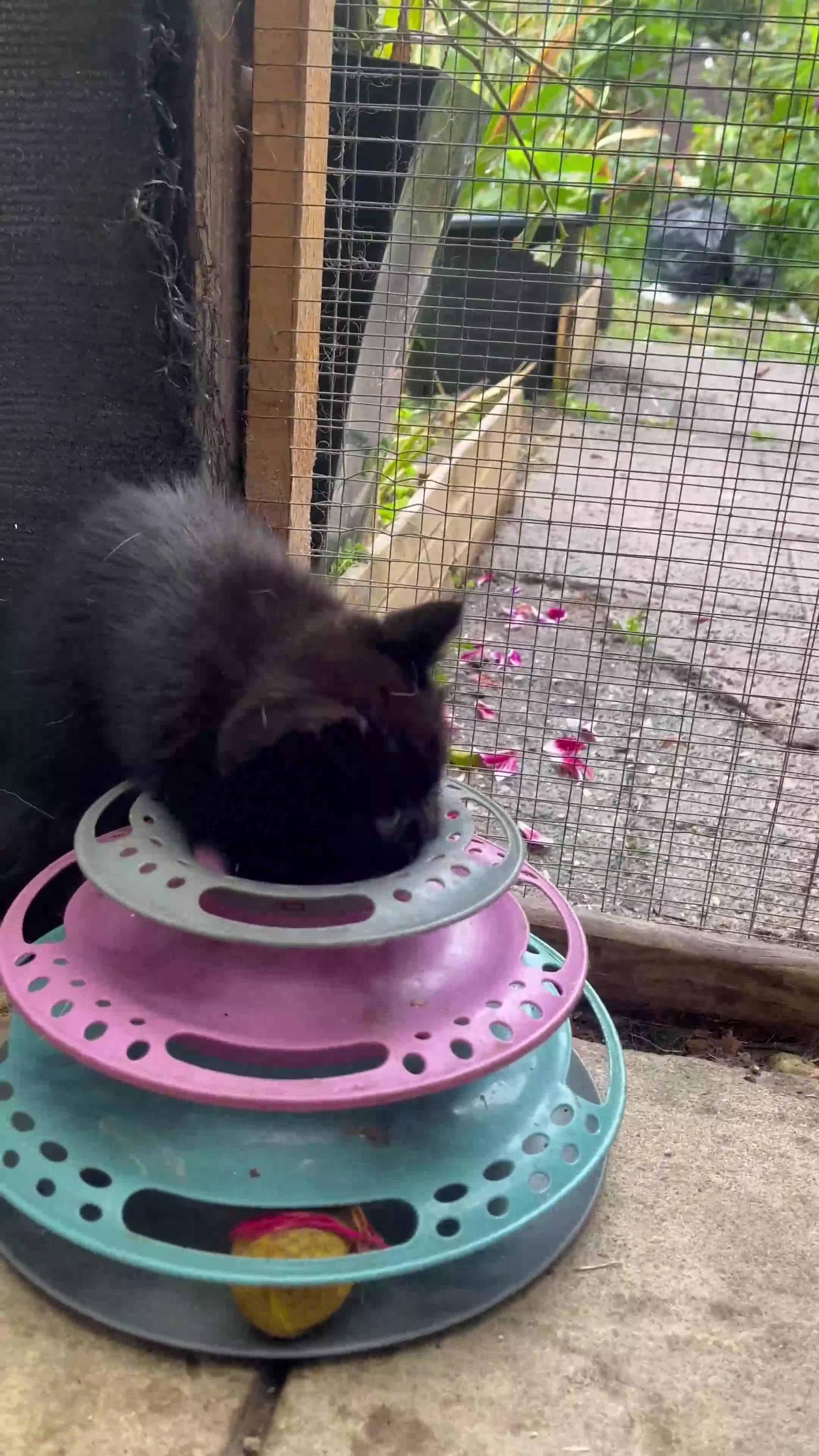 Persian cats for sale: Mixed breed persians - Video 4