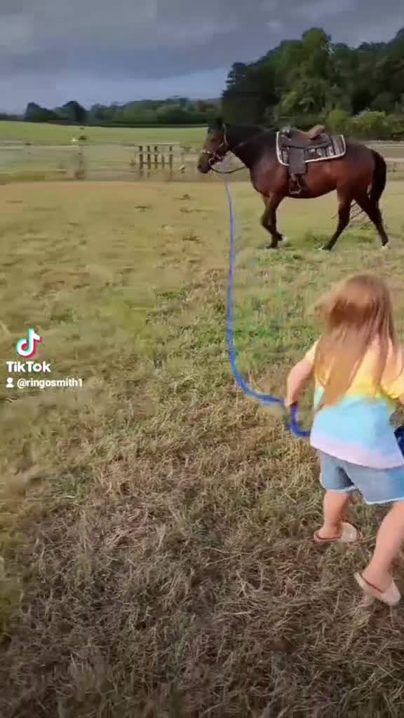 English Thoroughbred horses for sale: Bay mare 15h - Video 1