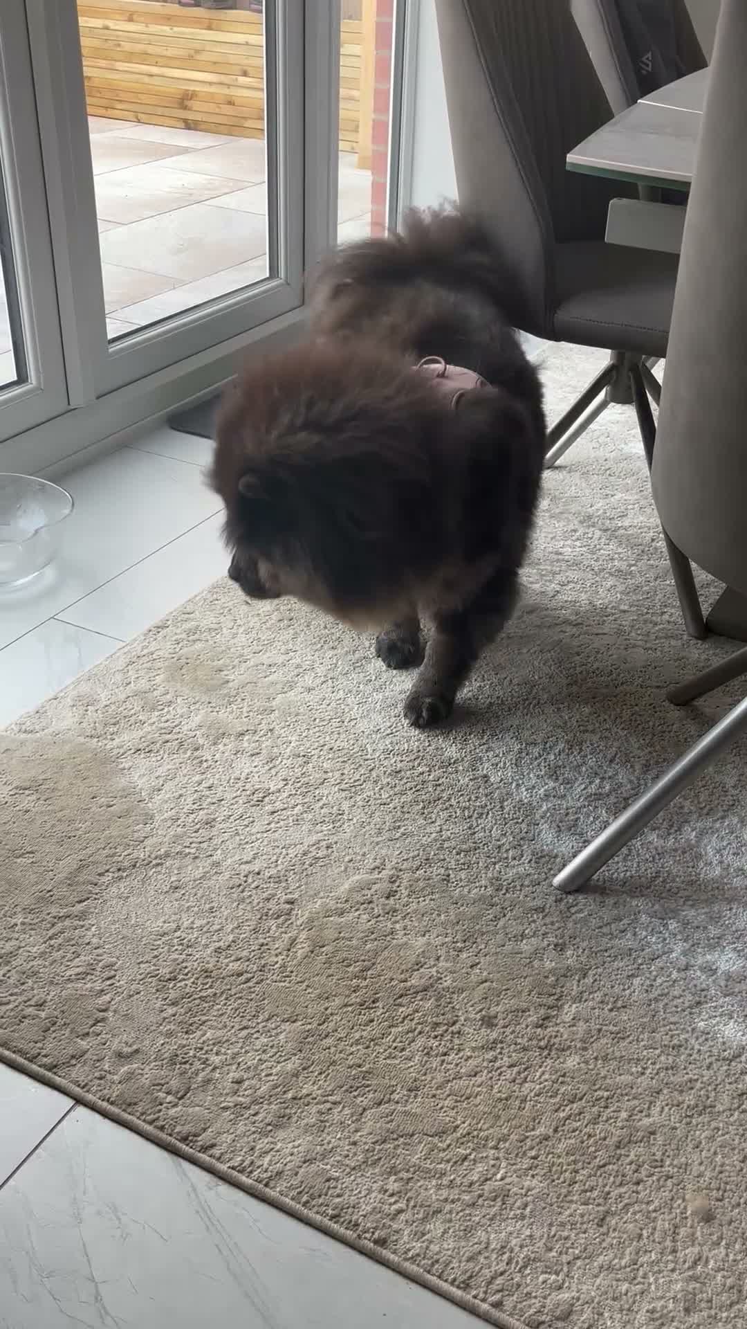 Chow Chow dogs for sale: Puppy Chow chow - Video 1