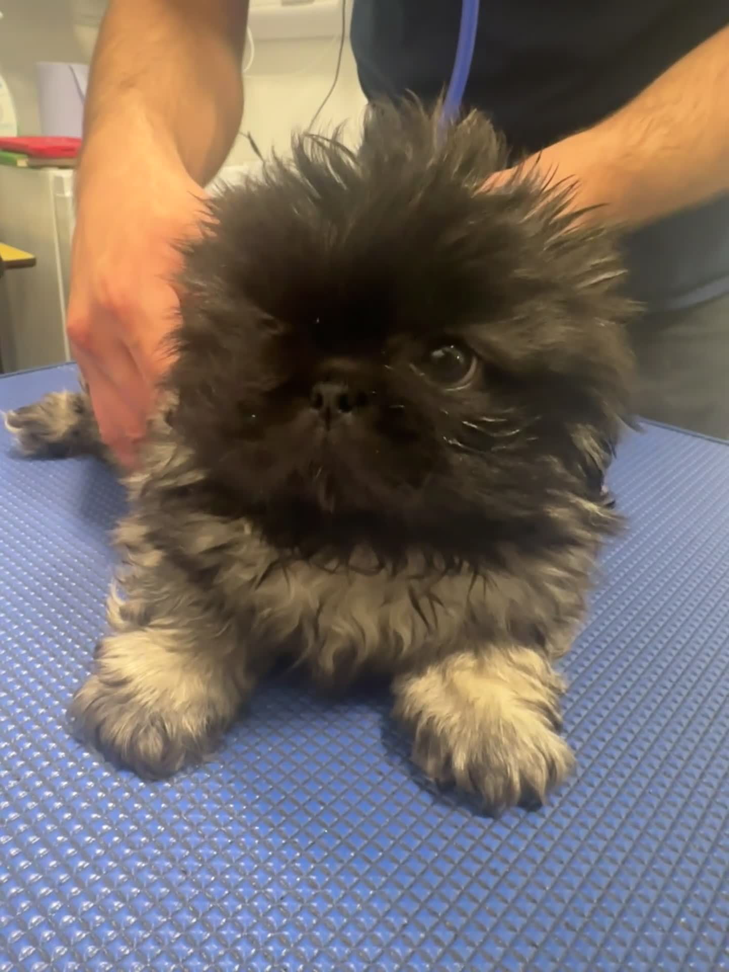 Pekingese dogs for sale: Beautiful pure pedigree Pekingese puppies  - Video 1