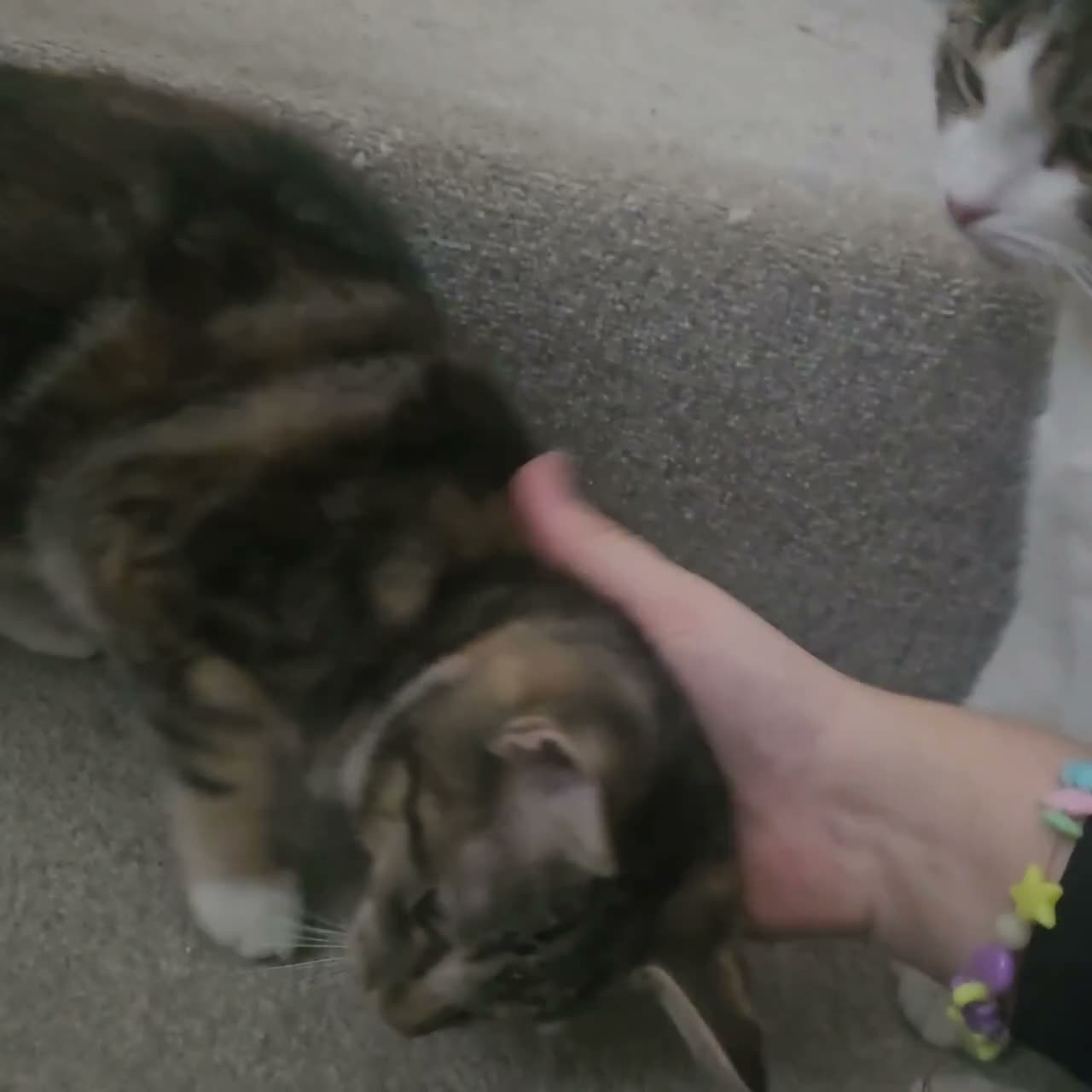Aegean cats for sale: Unique Torbie Older kitten THEA - Video 1