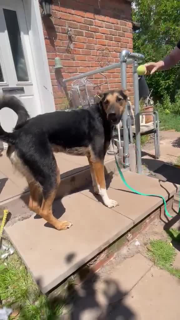 Mixed Breed dogs for adoption: 💙🐶 BRUNO – THIS BEAUTIFUL BOY IS FINALLY READY in Burntwood - Video 5