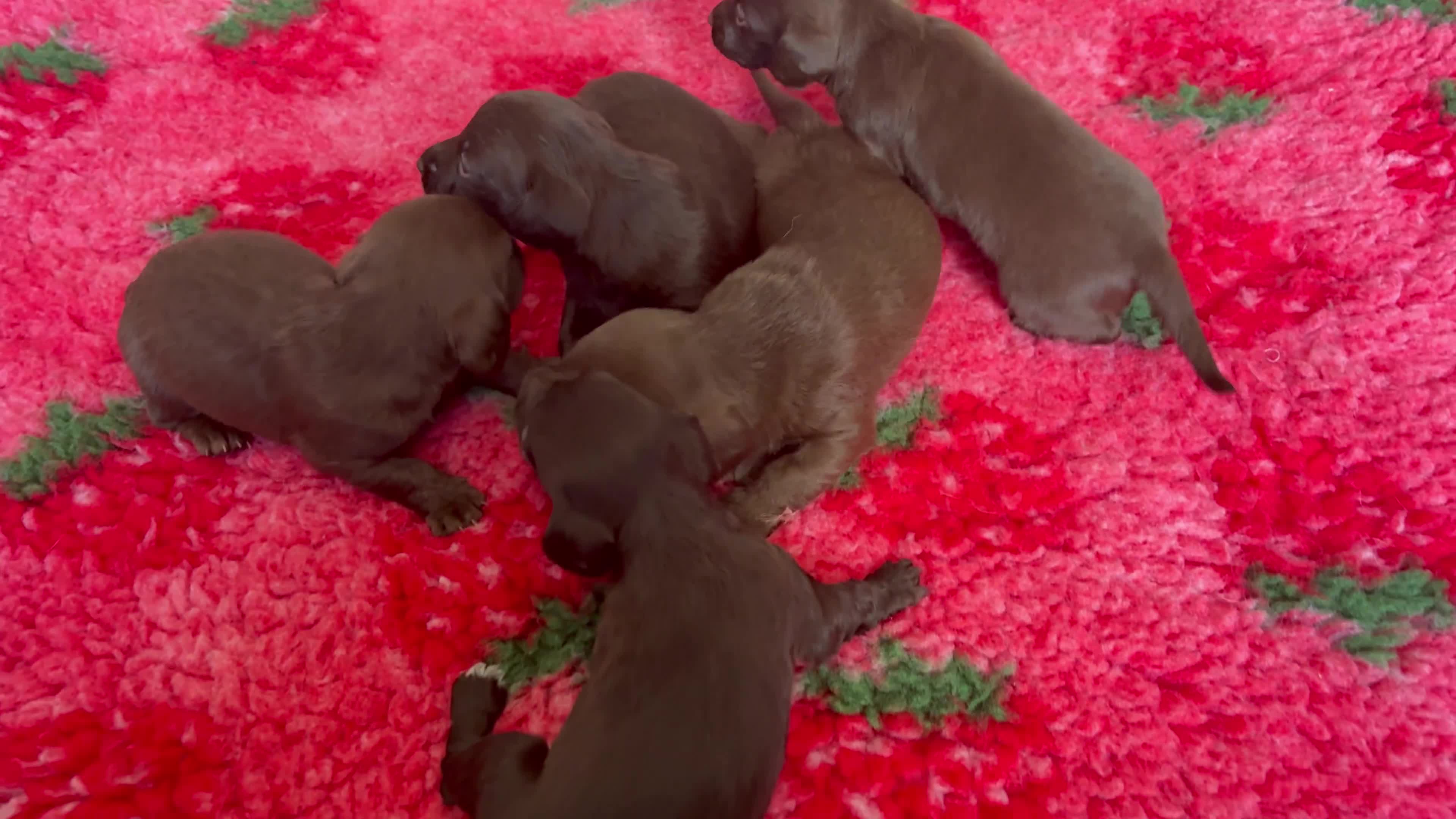 Mixed Breed dogs for sale: Cockapoo X Dachshund Beautiful litter  - Video 1