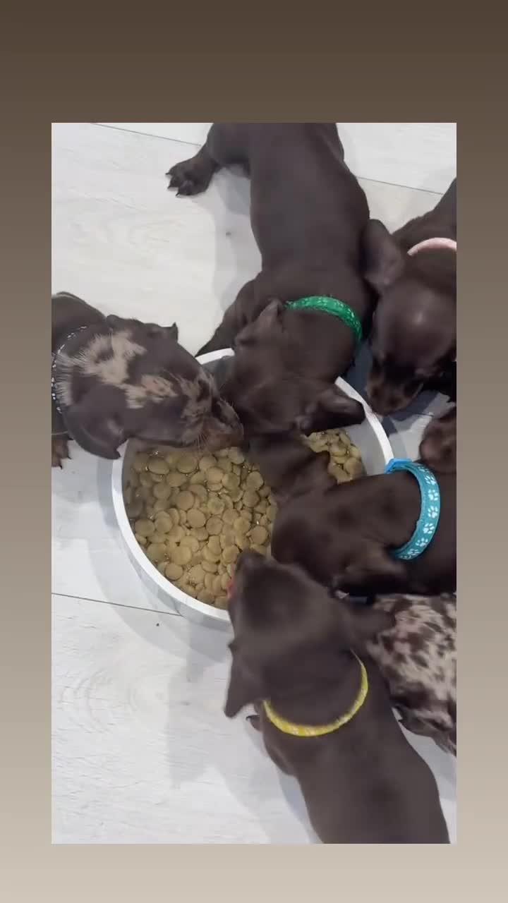 Dachshund dogs for sale: 3 left***Choc/Tan/Dapple Sausage Babies  - Video 1