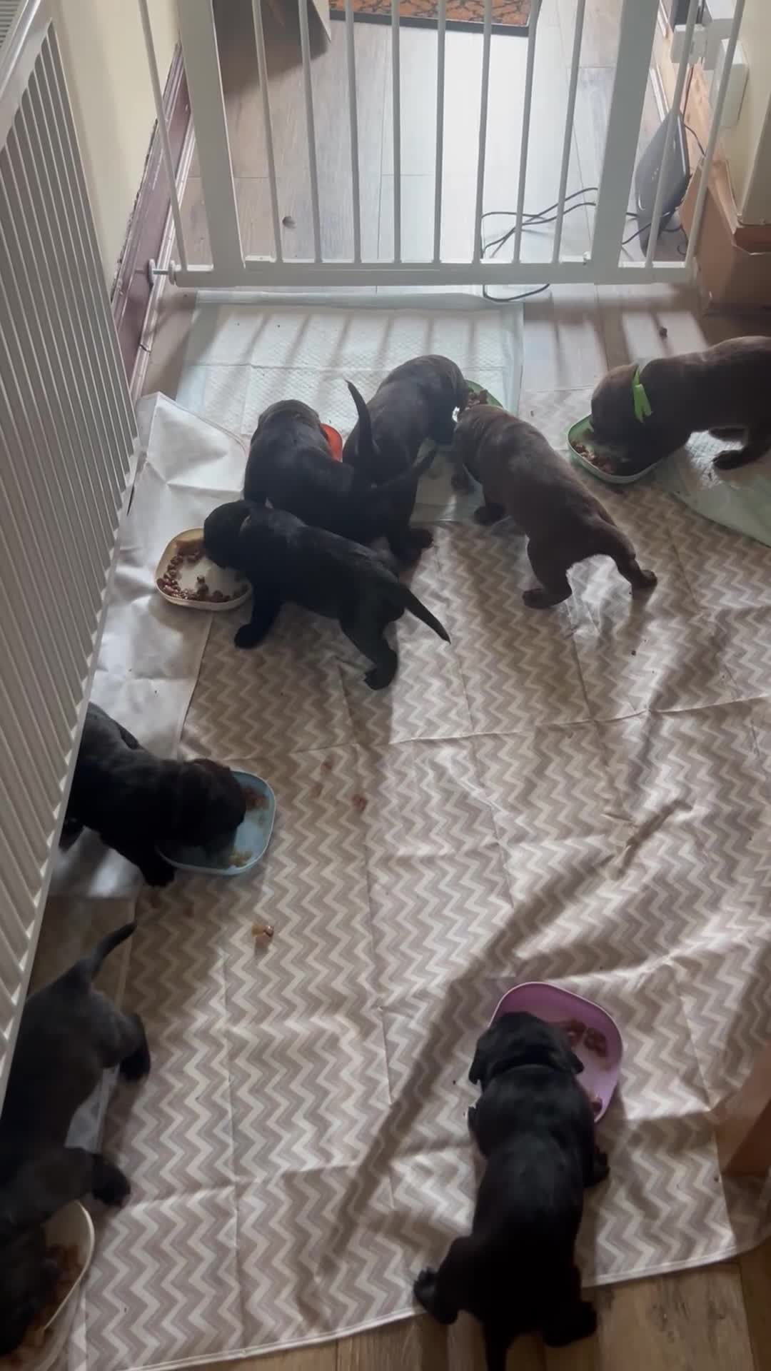 Mixed Breed dogs for sale: Pups for sale  in Falkirk - Video 1