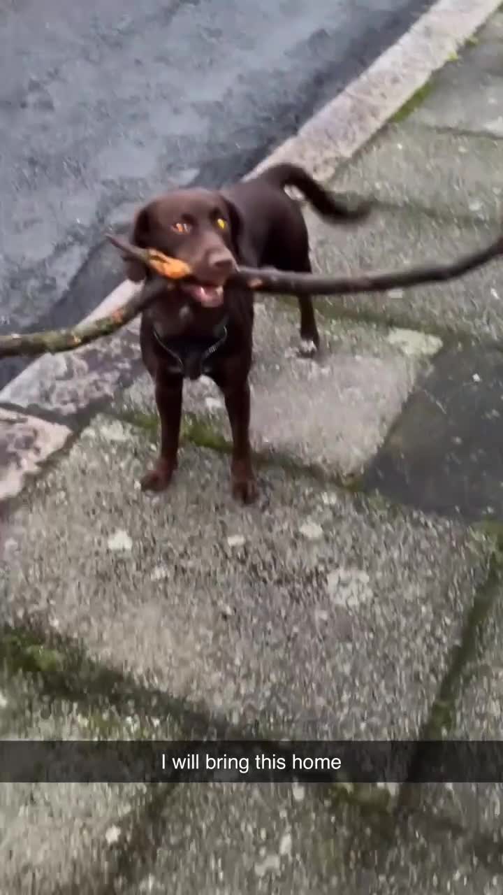 Springador dogs for sale: 🐾 Loving Home Wanted for Our Springerdor  - Video 1